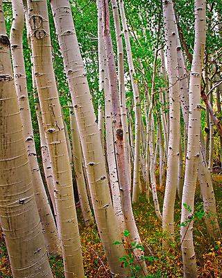 포토 JPG 해외이미지 나무 식물 계절 공원 여행 백그라운드 잎 겨울 패턴 자연 날씨 산 그림자 풍경 사람없음 야외 목재 초록색 여름 세트 태양 노란색 환경 맑음 검은색 추위 가을 흰색 소나무 그룹 황무지 닫기 숲 서리 장면 나무껍질 자작나무 고립 벌거벗은 콜로라도 해외202004 해외포토 자연요소 공공시설 컬러 무늬 재료 모션 미국 껍질 생태계 파일형식 이미지허브