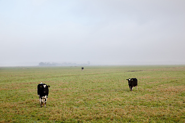 포토 JPG 해외이미지 동물 구름 밭 농업 자연 하늘 파노라마 풍경 사람없음 초록색 농장 평화 검은색 가을 흰색 소 네덜란드 배수구 수평선 해외202004 해외포토 자연요소 계절 유럽 산업 컬러 컨셉 포유류 촬영기법 생태계 파일형식 이미지허브