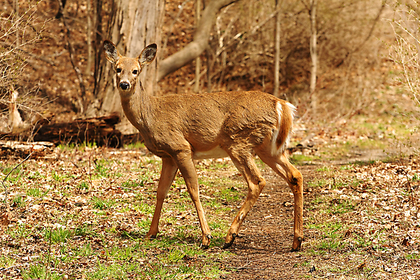 포토 JPG 해외이미지 나무 동물 계절 공원 야생동물 밭 포유류 자연 휴식 뿔 사람없음 야외 갈색 머리 쌓기 달러 흰색 나뭇가지 시골 숲 방목 바퀴자국 싱글 꼬리 사냥 귀 내추럴 동물상 아기사슴 암사슴 해외202004 해외포토 식물 공공시설 새끼 컬러 컨셉 돈 농업 자국 모션 사슴 신체부위 조형물 축산업 암컷 생태계 파일형식 이미지허브