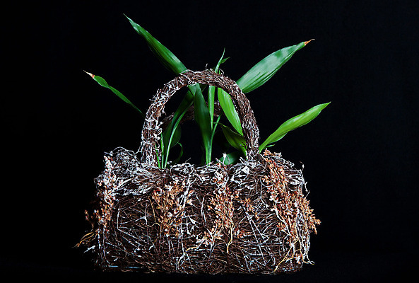 포토 JPG 해외이미지 식물 줄기 잎 자연 건조 사람없음 초록색 갈색 바구니 검은색 어둠 흰색 나뭇가지 대나무 땅바닥 해외202004 해외포토 나무 컬러 바닥 생태계 파일형식 이미지허브