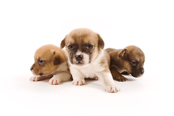 포토 JPG 해외이미지 동물 얼굴 새로움 함께함 사람없음 친구 반려동물 아기 개 달콤 강아지 형제 송곳니 동반자 해외202004 해외포토 남자 컨셉 포유류 가족 관계 사람 신체부위 맛 치아 파일형식 이미지허브