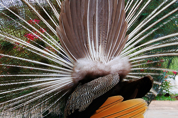 포토 JPG 해외이미지 동물 공원 남자 야생동물 날개 자연 조류 사람없음 춤 공작 깃털 꿩 해외202004 해외포토 공공시설 문화예술 사람 생태계 파일형식 이미지허브