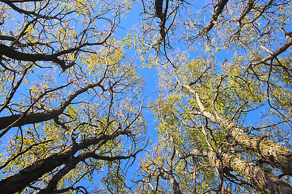 포토 JPG 해외이미지 나무 식물 구름 실루엣 백그라운드 겨울 패턴 자연 하늘 추상 사람없음 야외 파란색 봄 성장 가을 흰색 숲 묘사 브런치 자작나무 해외202004 해외포토 자연요소 계절 컬러 무늬 촬영기법 식사 생태계 파일형식 이미지허브