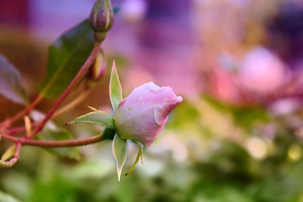 포토 JPG 해외이미지 식물 꽃잎 꽃 분홍색 과일 자연 사랑 사람없음 빨간색 초록색 여름 약 장미 정원 봄 벚꽃 흰색 개화 허브 오브젝트 창백 고립 해외202004 해외포토 계절 감정 컬러 의학 생태계 파일형식 이미지허브