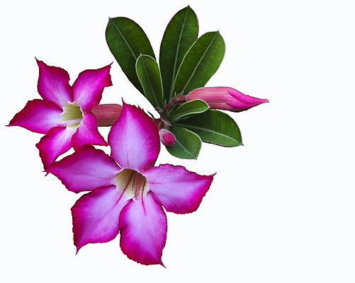 포토 JPG 해외이미지 식물 공원 꽃잎 꽃 분홍색 꽃다발 잎 꽃무늬 자연 동양인 사람없음 장식 초록색 여름 장미 정원 화목 사막 성장 벚꽃 흰색 신선 개화 꽃집 유기농 생물학 내추럴 고립 해외202004 해외포토 웰빙 계절 공공시설 교육 컬러 컨셉 무늬 인종 상점 생태계 파일형식 이미지허브