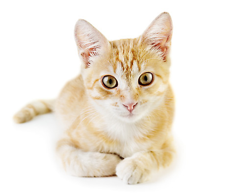 포토 JPG 해외이미지 동물 캐릭터 1 응시 얼굴 포즈 백그라운드 오렌지 장난 포유류 모션 자연 수염 털 기술 사랑 앉기 사람없음 빨간색 반려동물 갈색 머리 고양이 우정 흰색 기다림 유머 큼 예측 호기심 싱글 코 부드러움 얼룩무늬 솜털 생강 노려봄 고립 돌봄 해외202004 해외포토 시선 감정 컬러 컨셉 무늬 채소 과일 표정 신체부위 친구 감각 크기 생태계 파일형식 이미지허브