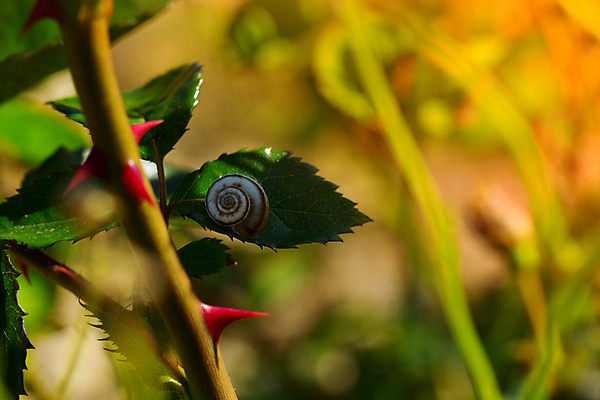포토 JPG 해외이미지 동물 꽃 야생동물 자연 연체동물 사람없음 빨간색 장미 껍질 소라 작음 달팽이 기어가기 민달팽이 해외202004 해외포토 식물 컬러 모션 어패류 무척추동물 크기 생태계 파일형식 달팽이_동물 이미지허브