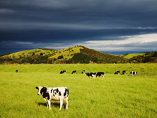 포토 JPG 해외이미지 주간 풍경 사람없음 야외 농경지 맑음 가축 목장 시골 소 먹구름 송아지 해외202004 해외포토 자연요소 동물 새끼 포유류 날씨 농장 파일형식 구름_자연 이미지허브