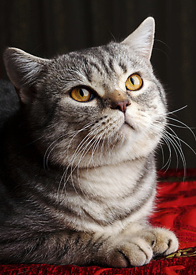 포토 JPG 해외이미지 동물 1 응시 얼굴 포즈 백그라운드 장난 포유류 생물 수염 주택 털 앉기 사람없음 세로 반려동물 귀여움 고양이 카펫 회색 모피 호기심 슛 얼룩무늬 솜털 동반자 스코틀랜드 해외202004 해외포토 시선 감정 컬러 컨셉 무늬 모션 영국 건물 신체부위 파일형식 이미지허브