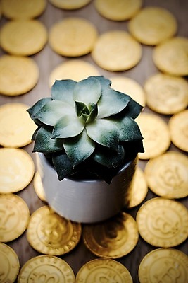 포토 JPG 해외이미지 식물 꽃 돈 인터넷 비즈니스 자연 안전 사람없음 금융 동전 저축 발굴 무역 보안 결제 가치 해외202004 해외포토 산업 경제 재산 생태계 파일형식 이미지허브