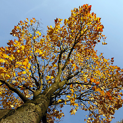 포토 JPG 해외이미지 나무 계절 공원 단풍 잎 오렌지 자연 하늘 사람없음 야외 파란색 햇빛 갈색 맑음 침묵 가을 나뭇가지 황금 숲 10월 강렬 해외202004 해외포토 식물 공공시설 컬러 과일 날씨 태양 소리 날짜 생태계 파일형식 이미지허브