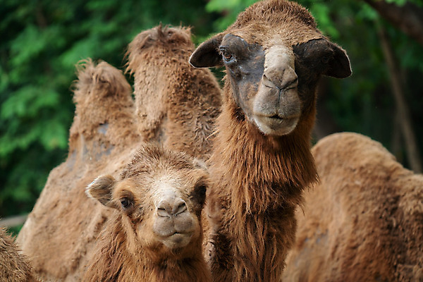 포토 JPG 해외이미지 동물 아시아 얼굴 야생동물 포유류 아프리카 자연 털 동양인 사람없음 야외 갈색 머리 사막 모래언덕 사파리 코 낙타 혹 내추럴 해외202004 해외포토 나라 컬러 인종 신체부위 언덕 생태계 파일형식 이미지허브
