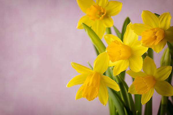 포토 JPG 해외이미지 꽃잎 꽃 꽃무늬 자연 부활절 사람없음 노란색 봄 성장 벚꽃 수선화 해외202004 해외포토 식물 계절 기념일 컬러 무늬 생태계 파일형식 이미지허브