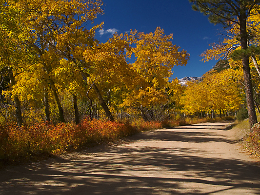 포토 JPG 해외이미지 도로 여행 산 풍경 사람없음 노란색 가을 시골 황금 9월 자작나무 10월 절정 콜로라도 해외202004 해외포토 나무 계절 길 컬러 교통시설 미국 날짜 파일형식 이미지허브