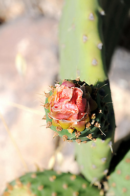 포토 JPG 해외이미지 식물 꽃 잎 패턴 오렌지 과일 자연 선인장 건조 건강 사람없음 빨간색 초록색 파란색 약 사막 성장 가시 척추 묘사 싱글 원예 날카로움 스파이크 알로에 해외202004 해외포토 컬러 무늬 의학 뼈 취미 생태계 파일형식 이미지허브