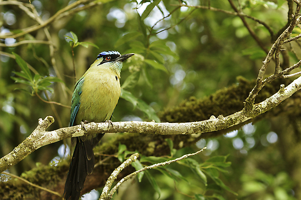 포토 JPG 해외이미지 동물 야생동물 조류 앉기 사람없음 파란색 컬러풀 중앙아메리카 깃털 코스타리카 해외202004 해외포토 컬러 모션 아메리카 파일형식 이미지허브