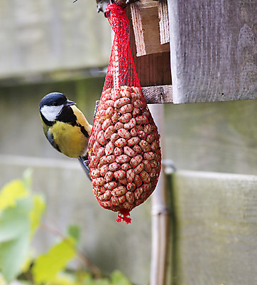 포토 JPG 해외이미지 야생동물 음식 자연 조류 영국 잉글랜드 풍경 사람없음 가로 초록색 파란색 노란색 정원 검은색 흰색 닫기 작음 큼 땅콩 수유 해외202004 해외포토 동물 유럽 컬러 모션 견과류 크기 생태계 파일형식 이미지허브