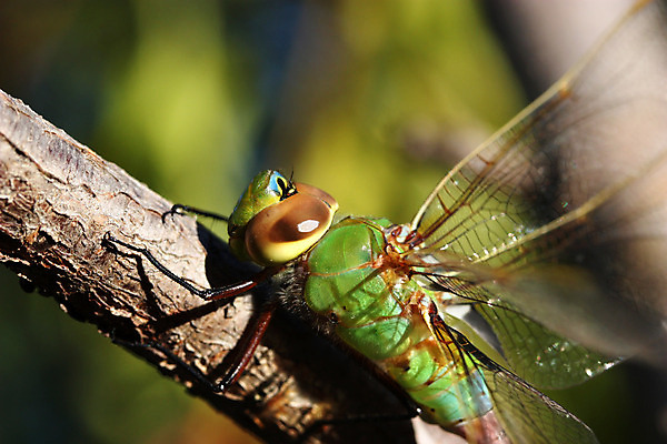 포토 JPG 해외이미지 식물 동물 공원 야생동물 곤충 백그라운드 잎 신체 날개 자연 앉기 사람없음 초록색 여름 파란색 컬러풀 가을 나뭇가지 투명 닫기 해충 벌레 잠자리 큼 싱글 꼬리 각도 육식동물 강렬 진짜 해외202004 해외포토 나무 계절 공공시설 컬러 모션 크기 생태계 파일형식 이미지허브