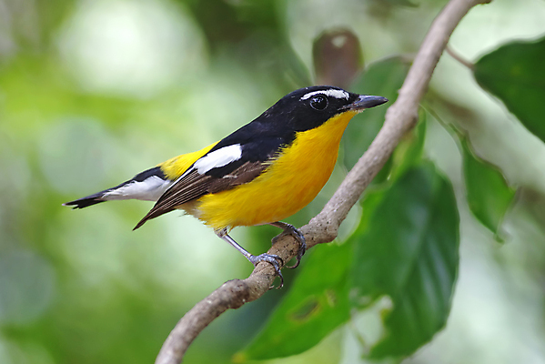 포토 JPG 해외이미지 나무 동물 여자 남자 아시아 얼굴 야생동물 백그라운드 날개 태국 자연 조류 사람없음 야외 목재 가로 초록색 컬러풀 노란색 머리 환경 나뭇가지 막대기 닫기 숲 깃털 꼬리 부리 서식지 생태학 해외202004 해외포토 식물 교육 나라 컬러 재료 모션 사람 신체부위 생태계 파일형식 이미지허브