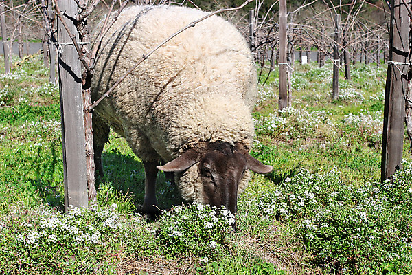 포토 JPG 해외이미지 동물 응시 꽃 얼굴 밭 농업 포유류 청소년 자연 하늘 새로움 털 사람없음 야외 초록색 여름 농장 농경지 환경 가축 봄 흰색 시골 양 군중 방목 먹기 싱글 포도밭 양고기 내추럴 양모 결백 돌봄 밭일 양조장 해외202004 해외포토 식물 시선 계절 산업 컬러 컨셉 모션 육류 사람 신체부위 직물 축산업 생태계 파일형식 이미지허브