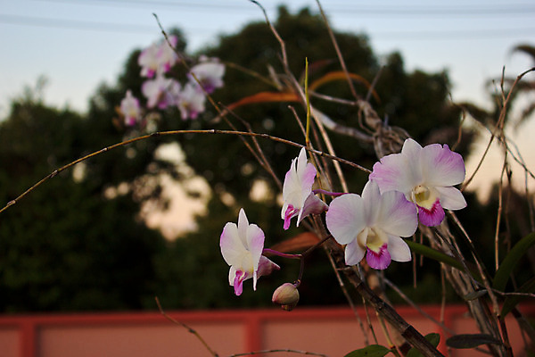 포토 JPG 해외이미지 식물 꽃잎 꽃 줄기 분홍색 꽃다발 백그라운드 잎 꽃무늬 패턴 자연 동양인 사람없음 장식 초록색 여름 노란색 머리 정원 보라색 스파 봄 벚꽃 흰색 나뭇가지 개화 난초 우아함 제비꽃 싱글 호접란 내추럴 고립 이국적 해외202004 해외포토 나무 계절 컬러 컨셉 무늬 인종 신체부위 생태계 파일형식 이미지허브