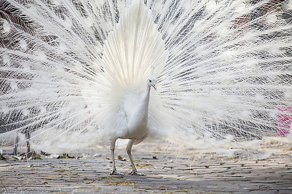 포토 JPG 해외이미지 1 공원 남자 야생동물 백그라운드 패턴 자연 조류 사람없음 야외 장식 가로 세로 컬러풀 머리 침묵 활발 펼침 흰색 우아함 공작 전시회 깃털 묘사 꼬리 부리 목 보여주기 꿩 고립 해외202004 해외포토 동물 공공시설 컬러 컨셉 무늬 모션 사람 신체부위 소리 전시 생태계 파일형식 이미지허브