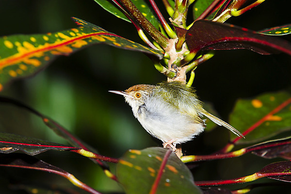 포토 JPG 해외이미지 나무 동물 유럽 야생동물 백그라운드 오렌지 노래 자연 조류 앉기 사람없음 빨간색 초록색 파란색 빛 봄 나뭇가지 작음 깃털 부리 해외202004 해외포토 식물 계절 나라 음악 컬러 과일 모션 크기 생태계 파일형식 이미지허브