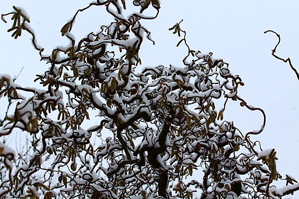포토 JPG 해외이미지 계절 겨울 자연 사람없음 야외 정원 얼음 추위 눈송이 버드나무 내추럴 해외202004 해외포토 자연요소 나무 눈_날씨 생태계 파일형식 이미지허브