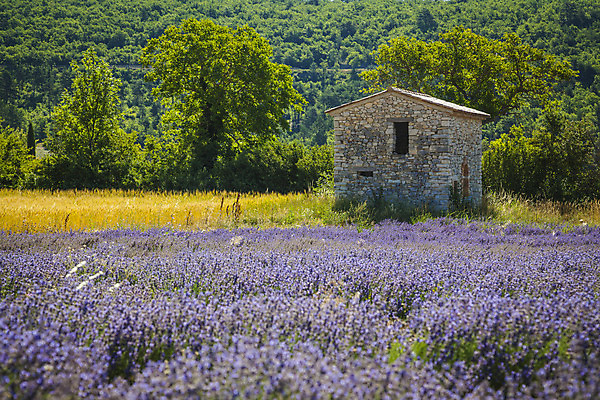 포토 JPG 해외이미지 식물 꽃 유럽 백그라운드 밭 농업 자연 하늘 풍경 사람없음 여름 컬러풀 보라색 프랑스 시골 제비꽃 향기 라벤더 내추럴 프로방스 해외202004 해외포토 계절 나라 산업 컬러 허브 생태계 냄새 파일형식 이미지허브
