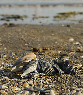 포토 JPG 해외이미지 동물 음식 모래 바다 여행 백그라운드 패턴 자연 휴가 해변 사람없음 장식 물 컬러풀 갈색 초콜릿 검은색 어둠 이탈리아 껍질 심볼 질감 내추럴 해외202004 해외포토 자연요소 유럽 컬러 무늬 디저트 생태계 파일형식 이미지허브