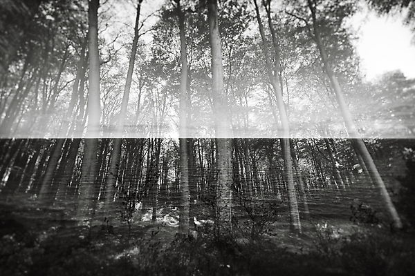 포토 JPG 해외이미지 나무 공원 야생동물 바다 여행 자연 날씨 휴가 독일 흑백 국립공원 풍경 사람없음 야외 초록색 물 환경 봄 하이킹 다양 덮개 황무지 고독 보호 숲 즐거움 2014년 멀리 생태학 수평선 해외202004 해외포토 자연요소 식물 동물 계절 공공시설 교육 감정 유럽 컬러 다수 컨셉 레저 촬영기법 뚜껑 연도 생태계 파일형식 이미지허브