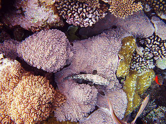 포토 JPG 해외이미지 바다 자연 휴가 휴식 바닥 이집트 어류 사람없음 빨간색 물 여름 수중 수영 스노클링 산호 다이빙 암초 깊이 이국적 해외202004 해외포토 자연요소 계절 컬러 컨셉 아프리카 수중동물 수상스포츠 자포동물 생태계 수중스포츠 파일형식 이미지허브