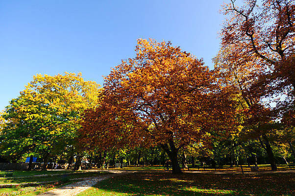 포토 JPG 해외이미지 나무 구름 공원 잎 벤치 하늘 휴가 휴식 풍경 사람없음 빨간색 초록색 컬러풀 노란색 걷기 정원 가을 강렬 해외202004 해외포토 자연요소 식물 계절 공공시설 컬러 컨셉 의자 모션 파일형식 이미지허브