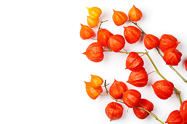 포토 JPG 해외이미지 식물 계절 열매 꽃 음식 백그라운드 오렌지 과일 자연 건강 사람없음 장식 빨간색 초록색 노란색 중국 활발 가을 흰색 나뭇가지 등불 신선 체리 고립 구스베리 해외202004 해외포토 나무 아시아 컬러 컨셉 조명 생태계 파일형식 이미지허브