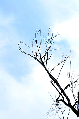 포토 JPG 해외이미지 나무 식물 디자인 계절 실루엣 줄기 백그라운드 잎 겨울 자연 하늘 추상 건조 사람없음 목재 초록색 새싹 검은색 봄 성장 가을 흰색 나뭇가지 싱글 벌거벗은 해외202004 해외포토 컬러 무늬 재료 촬영기법 생태계 파일형식 이미지허브