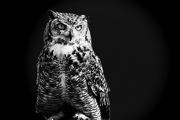 포토 JPG 해외이미지 동물 야생동물 백그라운드 조류 흑백 사람없음 검은색 어둠 달 관찰 야간 사냥 부엉이 해외202004 해외포토 자연요소 컬러 모션 촬영기법 파일형식 이미지허브