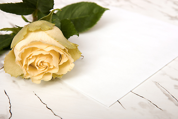 포토 JPG 해외이미지 식물 꽃잎 꽃 종이 줄기 결혼 잎 오렌지 탁자 주택 선물 사람없음 초록색 장미 노란색 침묵 공백 인사 신용카드 싱글 문서 장면 해외202004 해외포토 컬러 가구 과일 이벤트 건물 금융 소리 예절 파일형식 이미지허브