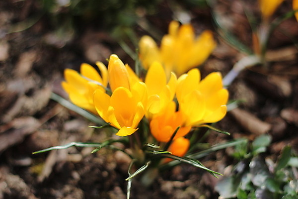 포토 JPG 해외이미지 꽃 전구 양파 사람없음 여름 노란색 정원 봄 성장 가을 스위스 향신료 원예 모로코 1월 2월 사프란 해외202004 해외포토 식물 계절 유럽 컬러 채소 아프리카 취미 날짜 향미료 파일형식 이미지허브