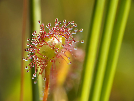 포토 JPG 해외이미지 식물 꽃 잎 자연 사람없음 빨간색 초록색 떨어짐 사냥꾼 육식 올가미 어려움 해외202004 해외포토 직업 컬러 컨셉 생태계 파일형식 이미지허브