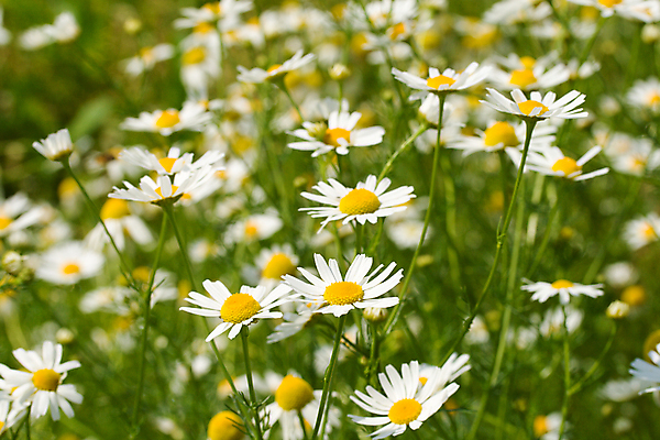 포토 JPG 해외이미지 식물 꽃잎 꽃 백그라운드 밭 자연 사람없음 빨간색 초록색 여름 노란색 머리 봄 벚꽃 신선 우아함 선택 민들레 데이지 꽃수술 캐모마일 많음 해외202004 해외포토 계절 컬러 컨셉 농업 신체부위 허브 생태계 파일형식 이미지허브