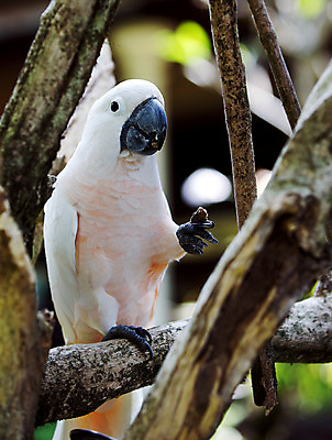 포토 JPG 해외이미지 동물 야생동물 백그라운드 날개 자연 조류 앉기 사람없음 빨간색 초록색 반려동물 컬러풀 노란색 흰색 작음 깃털 꼬리 부리 앵무새 슛 내추럴 동물상 이국적 해외202004 해외포토 컬러 모션 조형물 크기 생태계 파일형식 이미지허브
