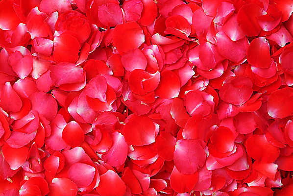 포토 JPG 해외이미지 식물 디자인 기념일 꽃잎 꽃 백그라운드 잎 패턴 벽지 발렌타인데이 이벤트 사람없음 장식 빨간색 컬러풀 장미 쌓기 정원 봄 벚꽃 축하 신선 생일 닫기 실크 배열 심볼 향수 오브젝트 유기농 원예 질감 향기 냄새 모자이크 부드러움 내추럴 파스텔톤 해외202004 해외포토 웰빙 계절 컬러 컨셉 무늬 모션 데이이벤트 취미 화장품 직물 감각 파일형식 이미지허브