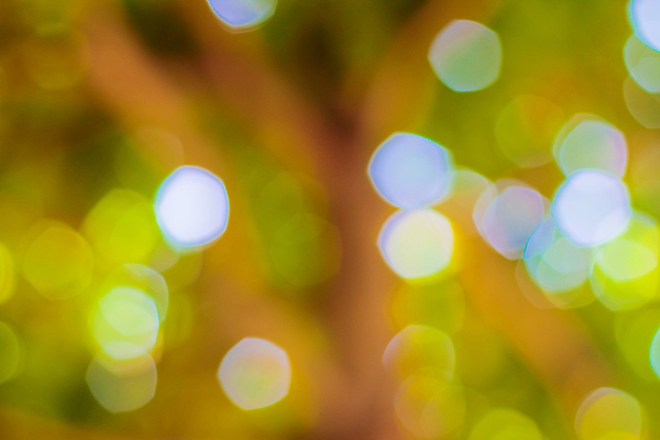 포토 JPG 해외이미지 사람없음 초록색 소프트포커스 보케 빛망울 블러 블러효과 보케백그라운드 해외202004 해외포토 컬러 백그라운드 촬영기법 빛 파일형식 효과 이미지허브