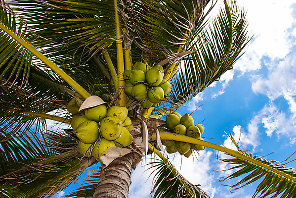 포토 JPG 해외이미지 나무 식물 구름 음료 음식 섬 여행 백그라운드 잎 채소 과일 자연 하늘 휴가 휴식 건강 손바닥 풍경 사람없음 야외 초록색 여름 파란색 맑음 성장 나뭇가지 신선 그룹 닫기 다발 유기농 코코넛 숙성 이국적 파라다이스 해외202004 해외포토 자연요소 손 웰빙 계절 컬러 컨셉 모션 날씨 생태계 파일형식 이미지허브