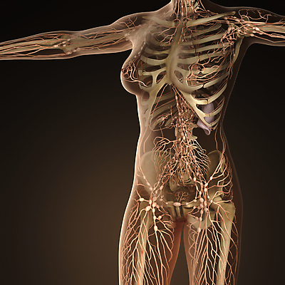 포토 JPG 해외이미지 모양 여자 과학 컨셉 신체 일러스트 해부 엑스레이 건강 사람 사람없음 약 3D 흰색 관절 생물학 시스템 돌봄 지라 해외202004 해외일러스트 교육 컬러 의학 모션 뼈 디지털합성 파일형식 이미지허브