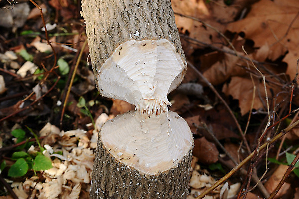 포토 JPG 해외이미지 나무 동물 야생동물 포유류 자연 사람없음 야외 손상 설치류 숲 비버 해외202004 해외포토 식물 컨셉 생태계 파일형식 이미지허브