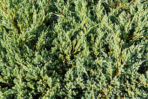 포토 JPG 해외이미지 나무 식물 계절 백그라운드 잎 크리스마스 패턴 자연 풍경 사람없음 야외 목재 장식 초록색 여름 정원 나뭇가지 시골 신선 소나무 숲 묘사 질감 상록수 침엽수 전나무 원뿔 내추럴 수목 가문비나무 그리너리 해외202004 해외포토 도형 기념일 컬러 무늬 재료 생태계 파일형식 트랜드컬러 이미지허브