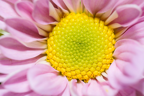포토 JPG 해외이미지 식물 계절 꽃잎 꽃 분홍색 백그라운드 꽃무늬 오렌지 자연 선물 사람없음 여름 머리 봄 성장 벚꽃 흰색 신선 개화 닫기 정상 이슬 묘사 오브젝트 싱글 데이지 꽃가루 거베라 내추럴 고립 깊이 해외202004 해외포토 컬러 무늬 과일 모션 신체부위 가루 생태계 파일형식 이미지허브