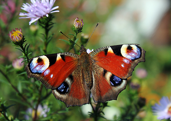 포토 JPG 해외이미지 식물 동물 꽃 유럽 나비 곤충 백그라운드 날개 자연 사람없음 여름 파란색 컬러풀 검은색 오픈 닫기 공작 자주색 제비꽃 내추럴 동물상 해외202004 해외포토 계절 나라 컬러 모션 조류 조형물 생태계 파일형식 이미지허브