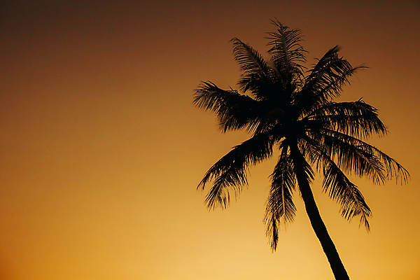 포토 JPG 해외이미지 나무 실루엣 모래 바다 섬 오렌지 하늘 휴가 휴식 따뜻함 손바닥 풍경 사람없음 야외 물 여름 태양 일출 어둠 침묵 황혼 일몰 야간 저녁 장면 코코넛 이국적 파라다이스 해외202004 해외포토 자연요소 식물 손 계절 컨셉 과일 촬영기법 노을 소리 파일형식 이미지허브